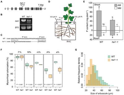 Role of Cell Wall Polyphosphates in Phosphorus Transfer at the Arbuscular Interface in Mycorrhizas